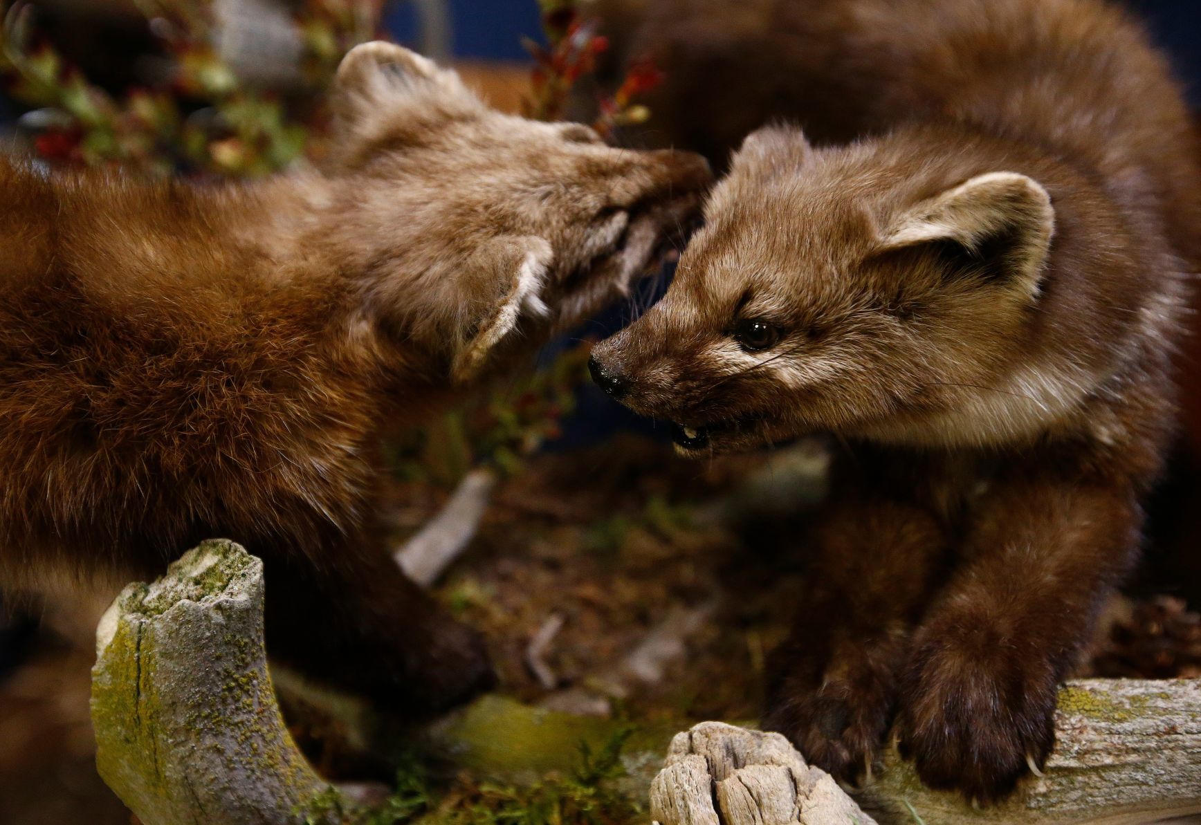 Montana Taxidermists Association Convention and competition